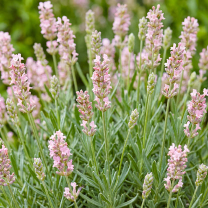 Lavendel 'Rosea' – Lavandula angustifolia 'Rosea' – 6 Pflanzen – Topf Ø11cm – Bienenfreundliche Staude für Garten & Balkon