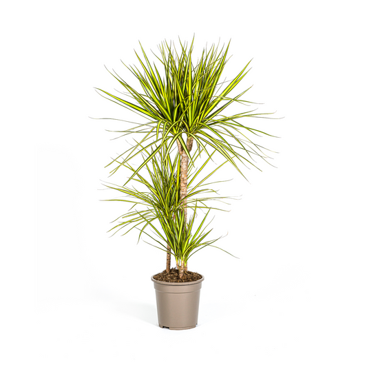 Drachenbaum - Dracaena Marginata ‘Sunray’ – Zimmerpflanze – Ø21 cm – Höhe 100–110 cm – Tropischer Farbkontrast – Pflegeleicht & dekorativ 