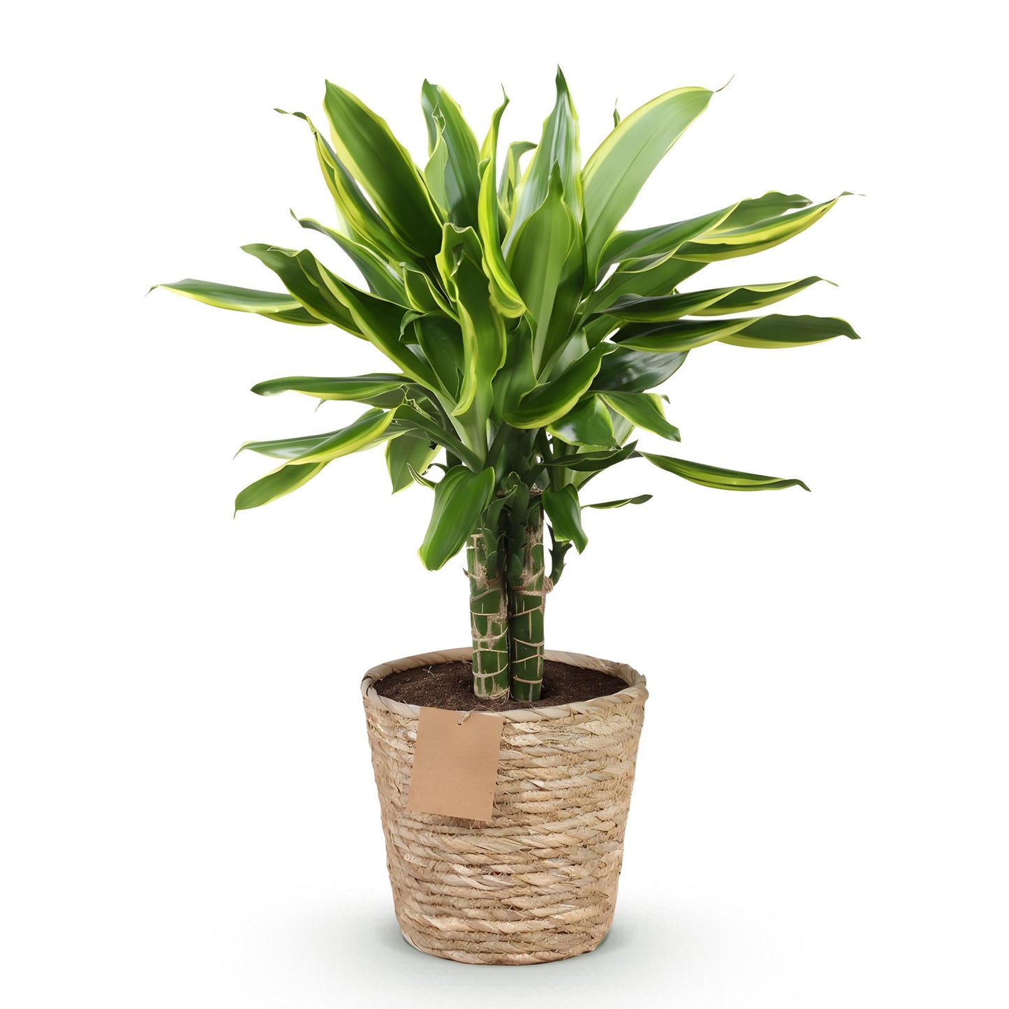 Green boutiQ - Zimmerpflanzen - Dracaena fragrans Golden Coast - Drachenbaum - Wenig Pflege - mit Korb - Bunt - 1 Pflanze - Topf 17cm - Höhe 50-55cm 