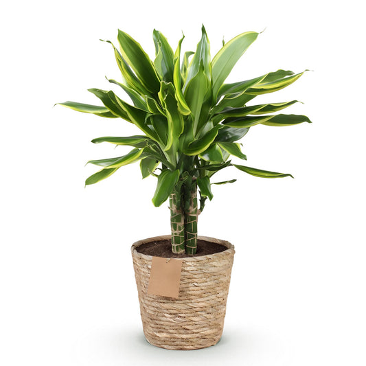 Green boutiQ - Zimmerpflanzen - Dracaena fragrans Golden Coast - Drachenbaum - Wenig Pflege - mit Korb - Bunt - 1 Pflanze - Topf 17cm - Höhe 50-55cm 