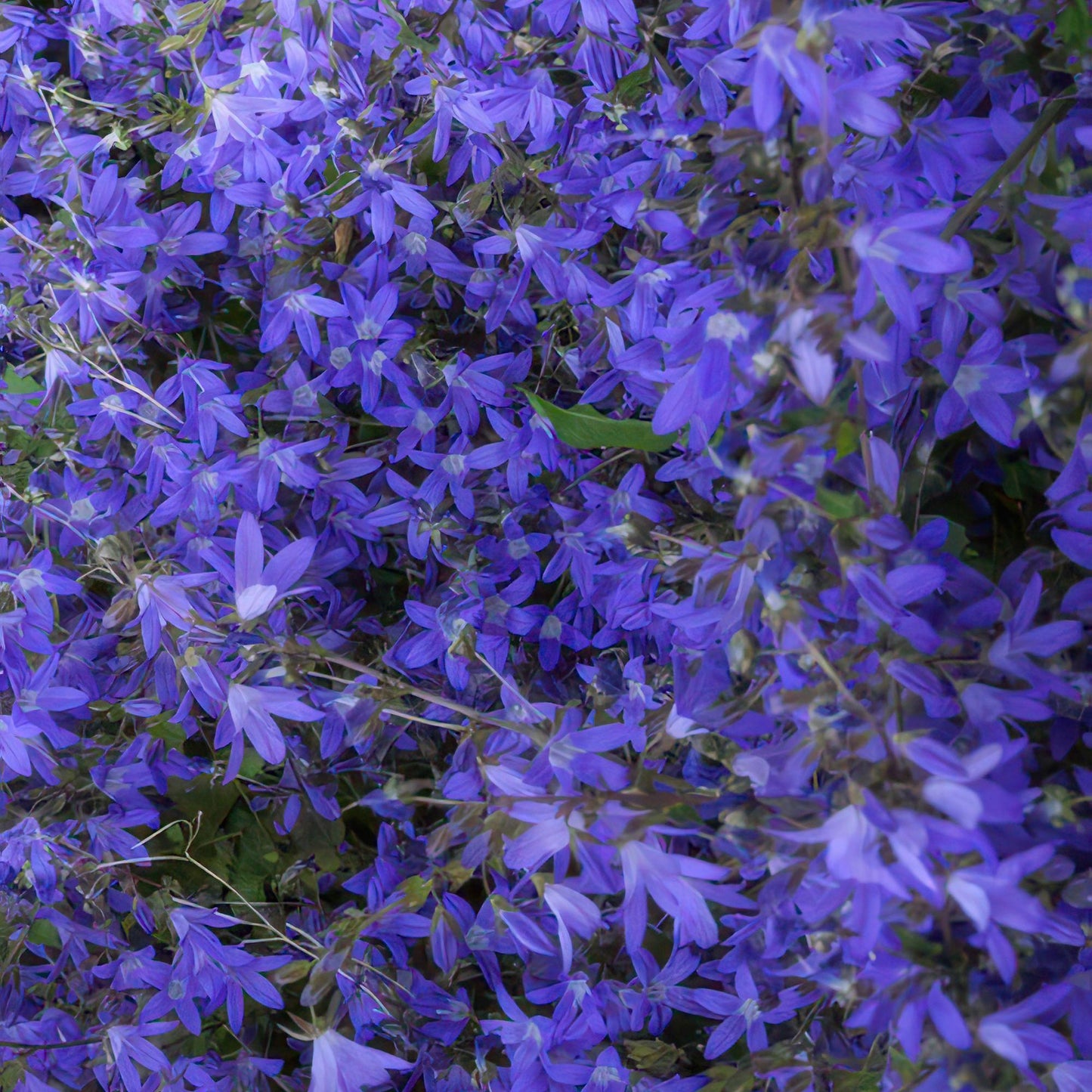 Campanula poscharskyana 'Stella' – 48 Pflanzen – ↕10-25cm – Ø9cm – Blau blühender Bodendecker – Winterhart & pflegeleicht