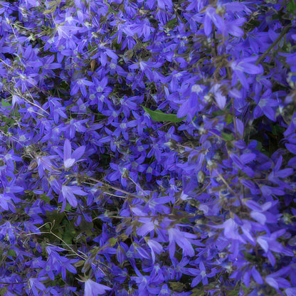 Campanula poscharskyana 'Stella' – 48 Pflanzen – ↕10-25cm – Ø9cm – Blau blühender Bodendecker – Winterhart & pflegeleicht
