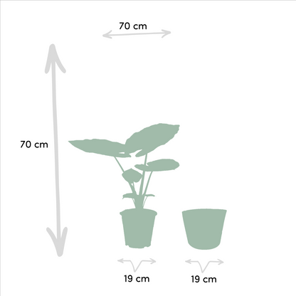 Baum-Strelitzie Strelitzia Nicolai + Alocasia Macrorrhiza + Seegras-Korb Selin – Zimmerpflanzen-Set – Ø19cm – Höhe 70-85cm – tropische & luftreinigende Pflanzen 