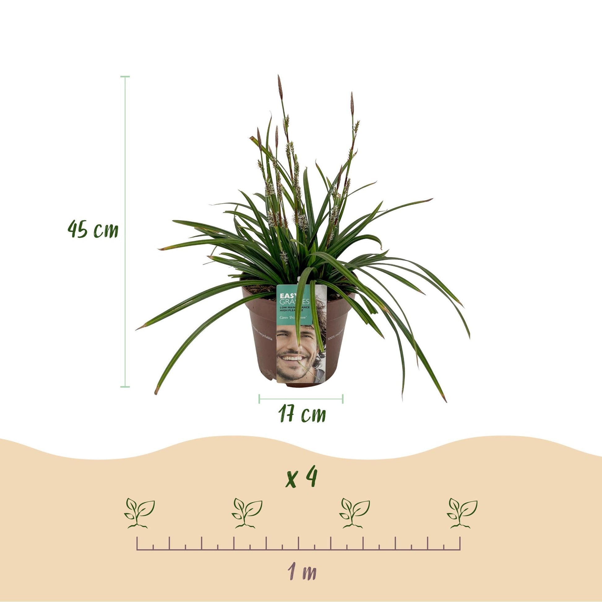 Japan-Segge  - Ziergras - Carex morrowii Irish Green - Grün & Gelb - 4 Pflanzen - Immergrün - Pflegeleicht - 17cm Höhe 50cm 