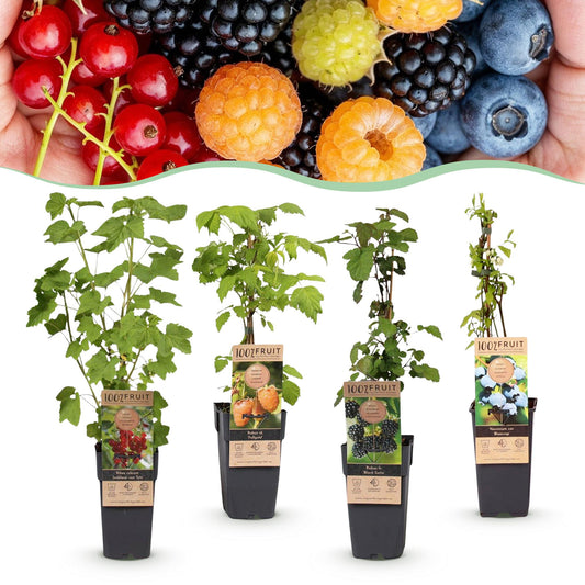 Green boutiQ - Fruit Plant - Ribes - Rubes-Vaccinium Mix - Rainbow - Hardy - Red Currant - Black Raspberry - Yellow Raspberry - Blueberry - 4 Plants - Pot 15cm - Height 50cm 