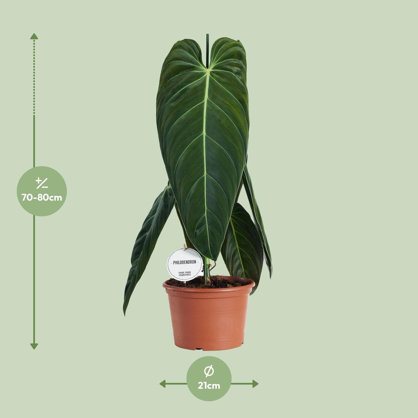 Philodendron Melanochrysum – Zimmerpflanze – Ø21cm – ↕75cm – Exotisches Klettergewächs mit samtigen Blättern – Pflegeleicht & luftreinigend – Für Wohnzimmer & Büro 