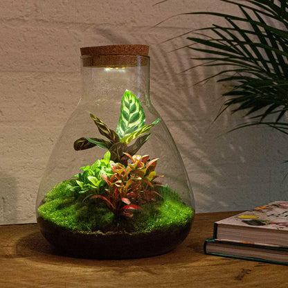 Flaschengarten - DIY Bausatz - Terrarium - Sam Calathea mit LED - ↕30cm