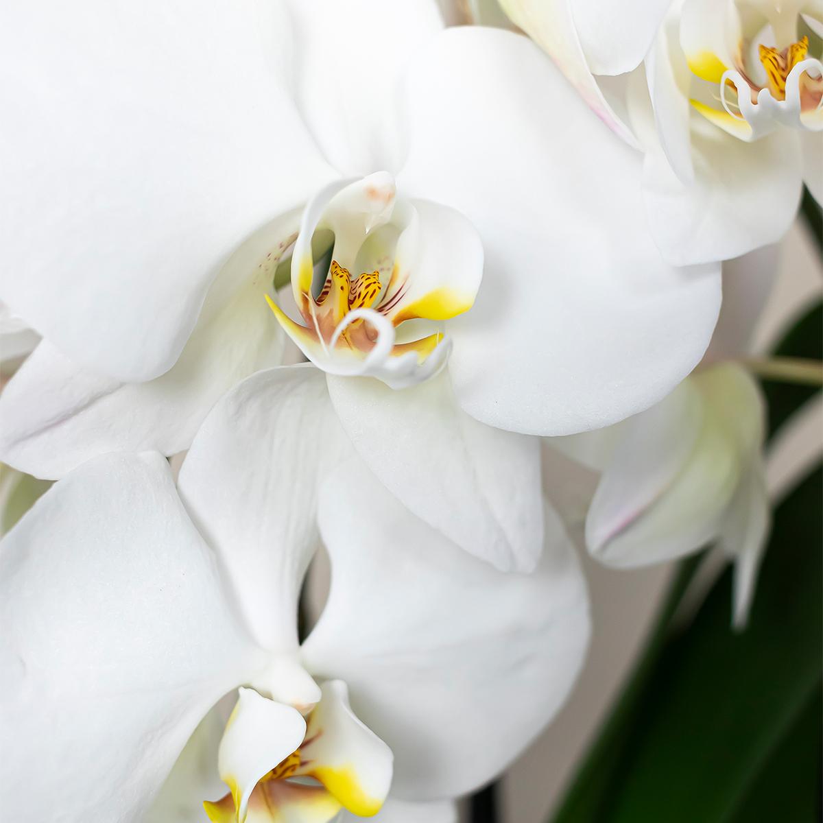 Kolibri Orchids | weiße Phalaenopsis Orchidee Topfgröße Ø9cm | Juwel Grönland - blühende Kampferpflanze - frisch vom Züchter 
