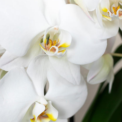 Kolibri Orchids | weiße Phalaenopsis Orchidee Topfgröße Ø9cm | Juwel Grönland - blühende Kampferpflanze - frisch vom Züchter 