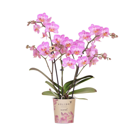 Kolibri Orchids | Rosa Phalaenopsis-Orchidee Topfgröße Ø9cm | Switzerland | Blühende Zimmerpflanze – Frisch vom Züchter 