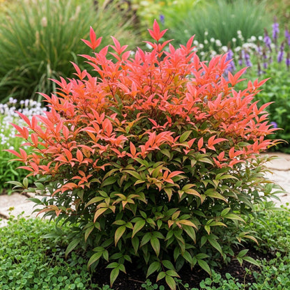 GreenboutiQ - Gartenpflanze - Nandina Obsessed - Rot - 2 Pflanzen - Immergrün - Wenig Pflege - Topf 17cm Höhe 45cm 