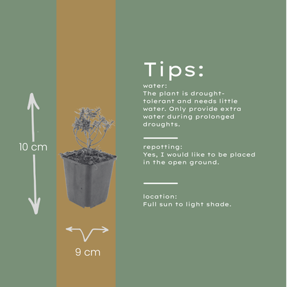 Iberis sempervirens Schneeflocke – 48 Pflanzen – Ø9cm – Höhe 10-25cm – Winterharte Bodendecker Staude – Weiße Frühlingsblüte – Immergrün für Beet & Steingarten