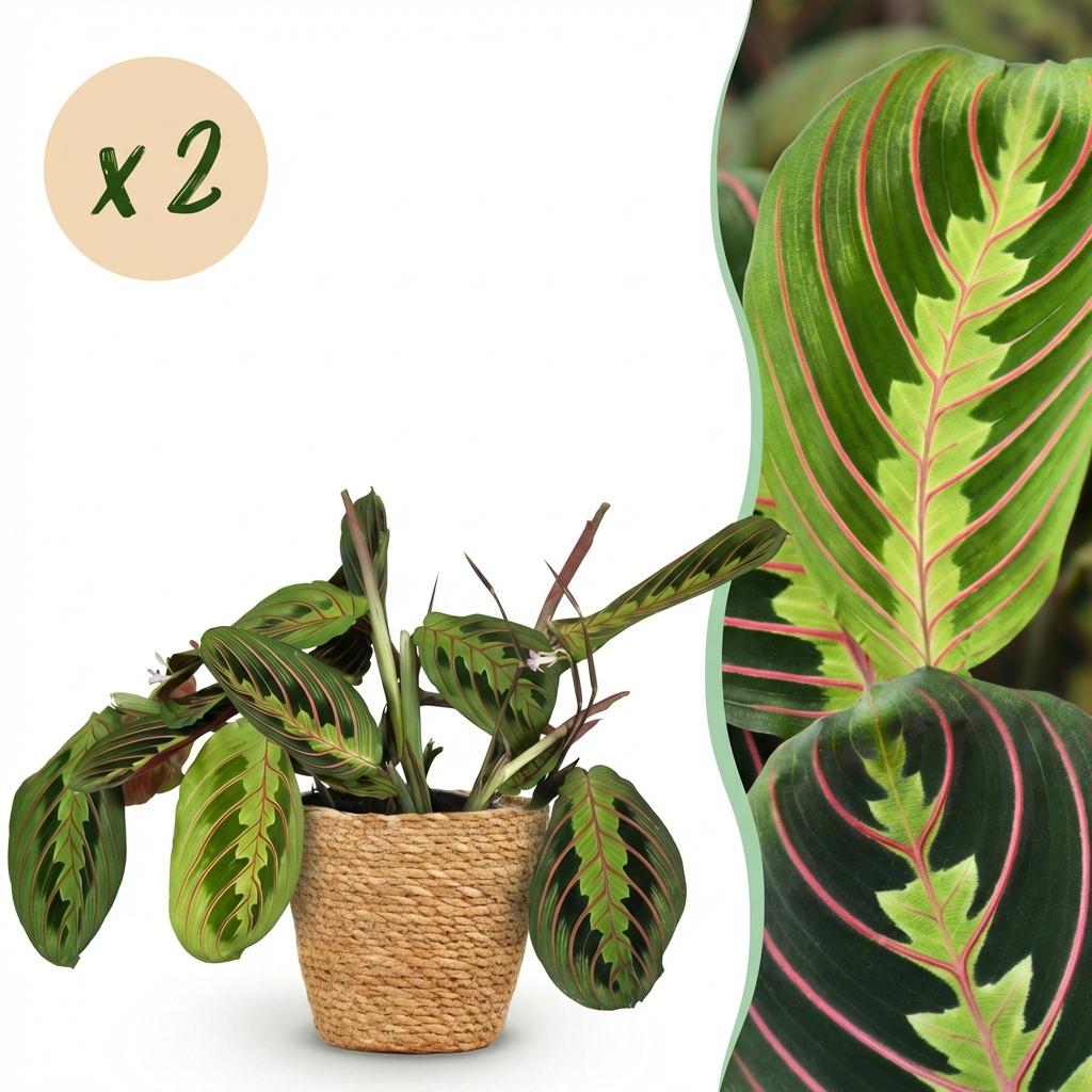 Green boutiQ - Zimmerpflanze - Maranta Fascinator Tricolour - Gebetsblatt - Haustierfreundliche Pflanze - Grün - 2 Pflanzen - mit Korb - Topf 12cm - Höhe 25cm 