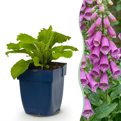 Fingerhut 'Dalmatian Purple' – Digitalis purpurea 'Dalmatian Purple' – 6 Pflanzen – Topf Ø11cm – Bienenfreundliche Staude für Garten & Balkon