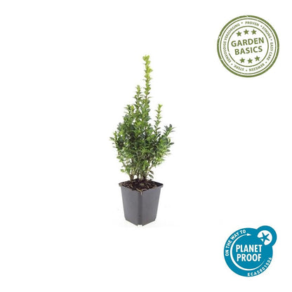 Gewöhnlicher Buchsbaum - Buxus Sempervirens - ↕10-25cm - Ø9cm - 12 Stück 