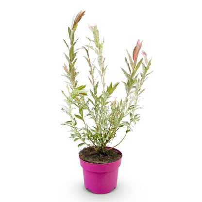 Flamingo-Weide – Salix 'Flamingo' – Topf Ø17cm – Höhe 40-50cm