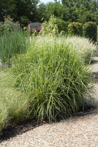 Stachelschweingras - Miscanthus sinensis Strictus - Ø23cm - ↕60cm