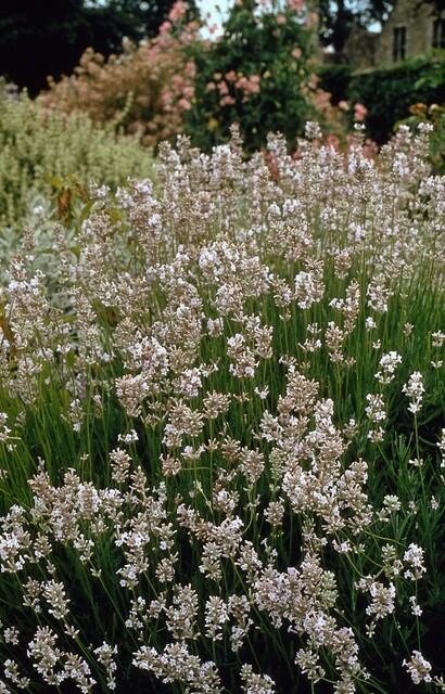 Weißer Lavendel Lavandula int. ‘Edelweiss’ – ↕10-25cm – Ø9cm – 60 Pflanzen – Winterhart & pflegeleicht – Duftende Blüten – Für Beete, Töpfe & Steingärten