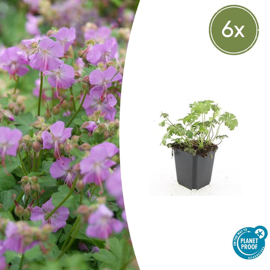 Storchschnabel Geranium cantabrigiense 'Cambridge' – ↕10-25cm – Ø9cm – 6 Pflanzen – Rosa Blüten – Niedrig wachsender Bodendecker – Pflegeleicht