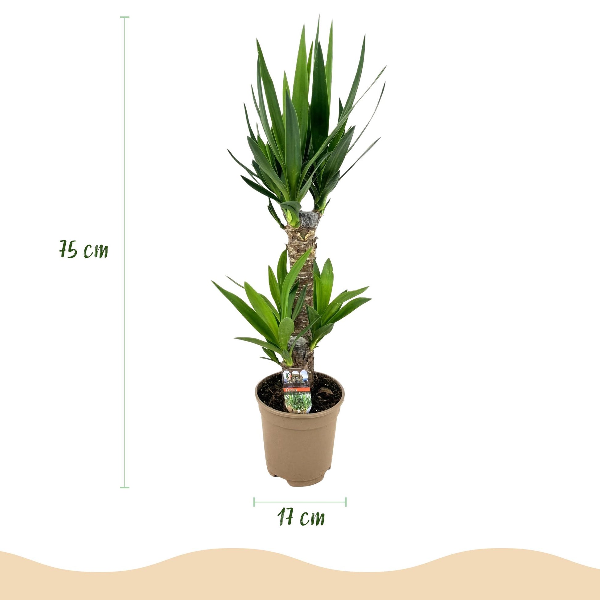 Yucca Elephantipes – 2 Pflanzen – 75cm – 17cm – Pflegeleichte Palmlilie mit schmalen Blättern – Robuste Zimmerpflanzen für helle & halbschattige Innenräume – Luftreinigendes Grün im Doppelset 