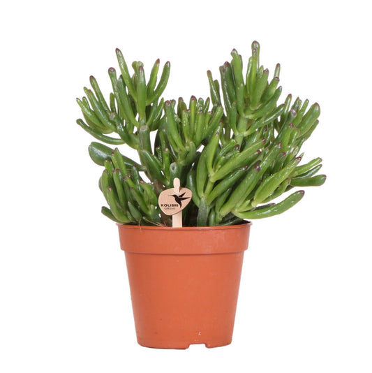 Kolibri Greens | Groene plant - Sukkulente Crassula Hobbit - grüne Zimmerpflanze - frisch aus der Gärtnerei - Ø12cm 