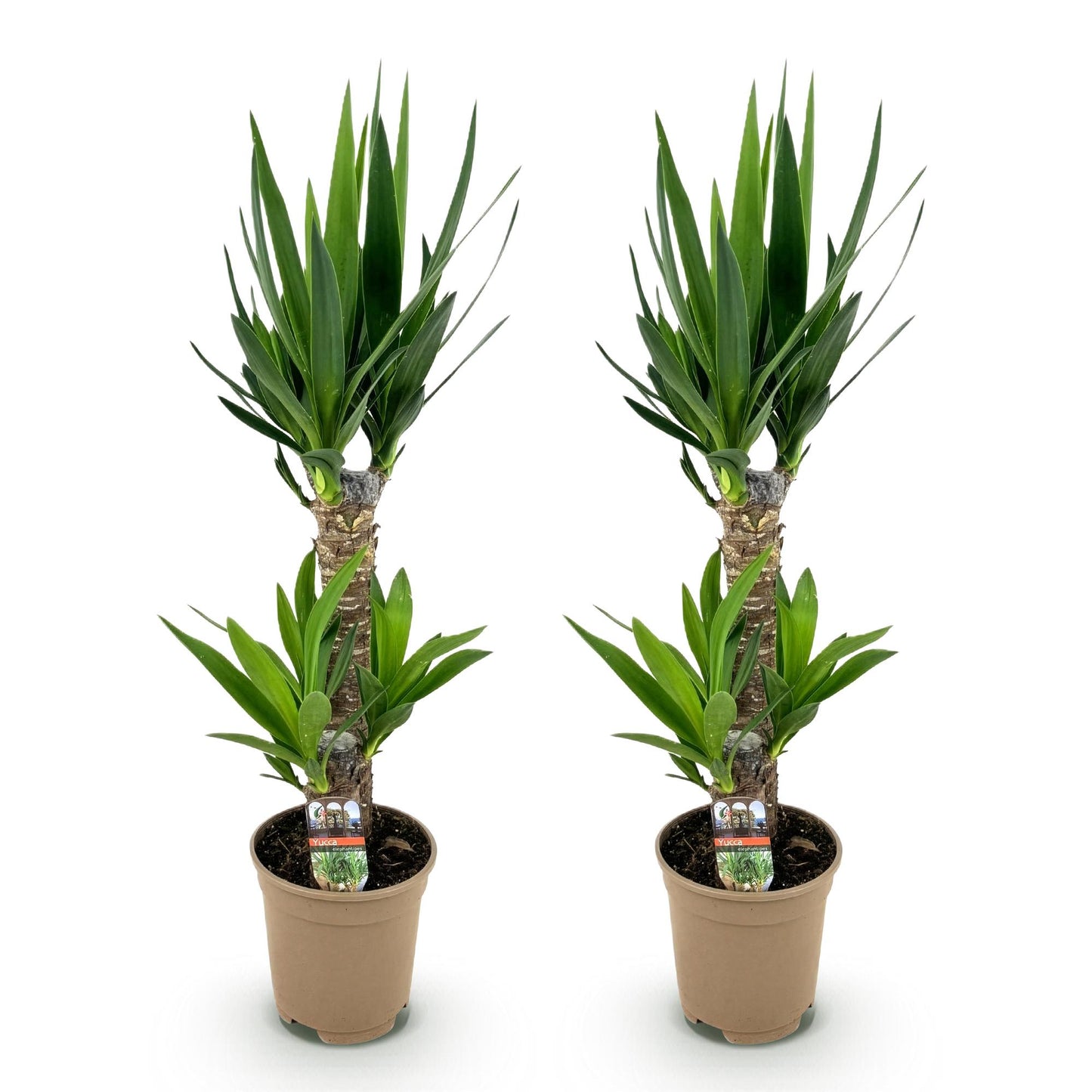 Yucca Elephantipes – 2 Pflanzen – 75cm – 17cm – Pflegeleichte Palmlilie mit schmalen Blättern – Robuste Zimmerpflanzen für helle & halbschattige Innenräume – Luftreinigendes Grün im Doppelset 
