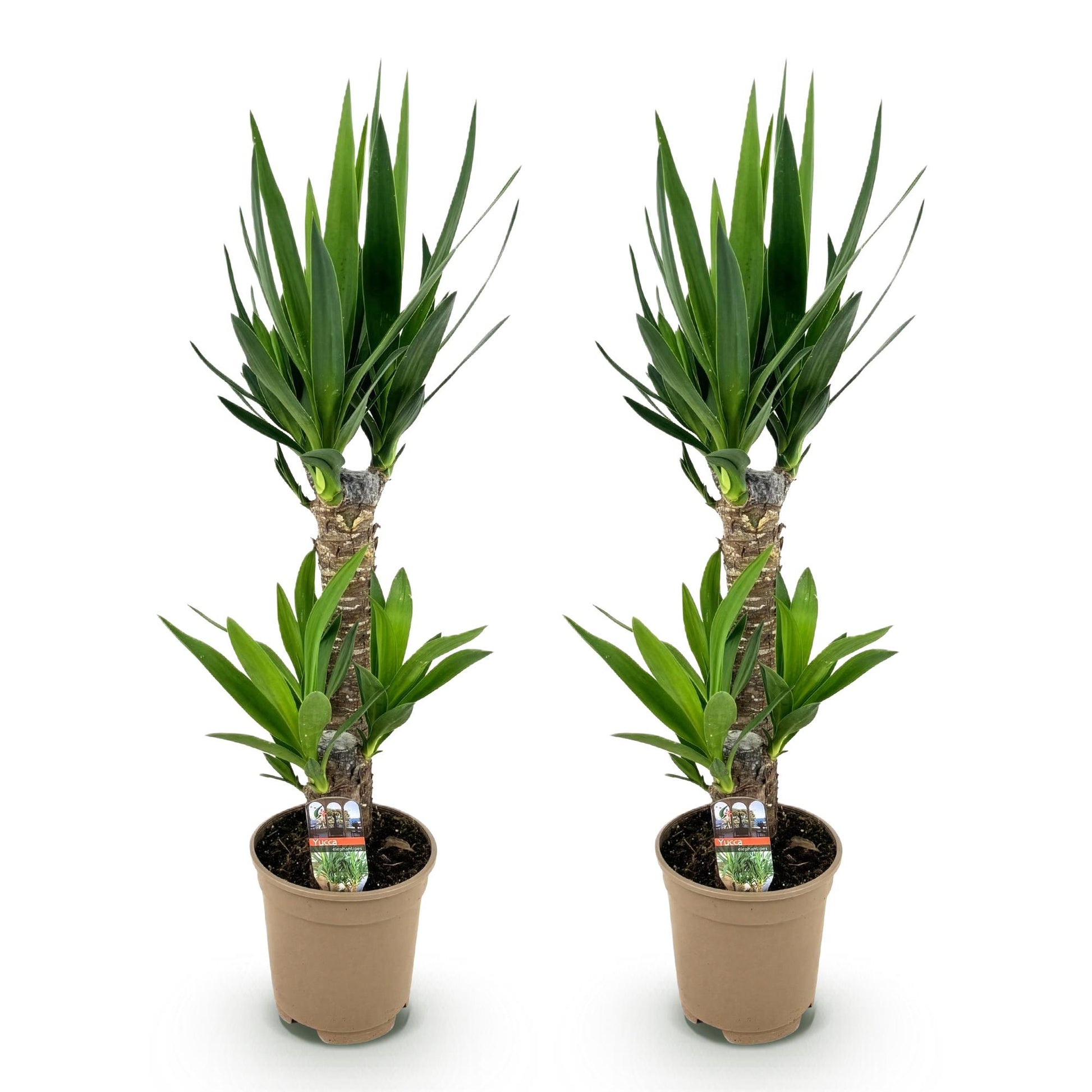 Yucca Elephantipes – 2 Pflanzen – 75cm – 17cm – Pflegeleichte Palmlilie mit schmalen Blättern – Robuste Zimmerpflanzen für helle & halbschattige Innenräume – Luftreinigendes Grün im Doppelset 