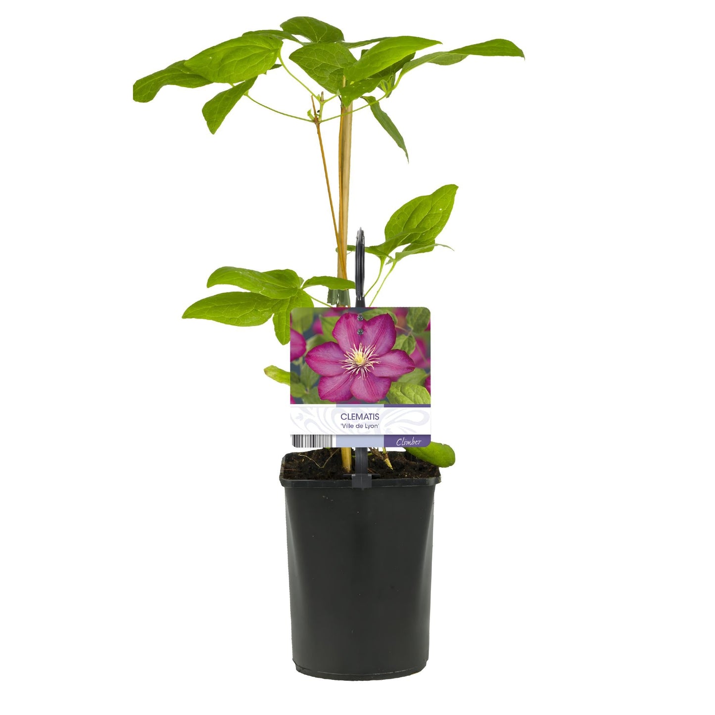 Kletterpflanze Clematis Ville de Lyon – Rosa Blüten – 2 Pflanzen – 11 cm x H40 cm – Winterhart & Pflegeleicht – Ideal für Garten, Balkon & Pergolen 