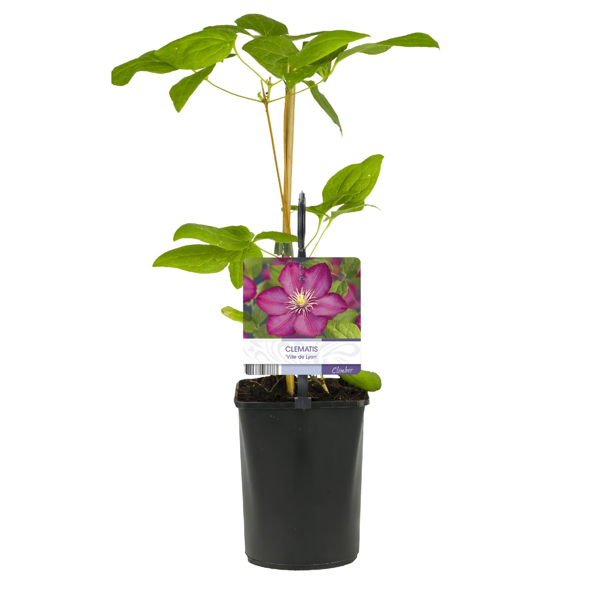 Kletterpflanze Clematis Ville de Lyon – Rosa Blüten – 2 Pflanzen – 11 cm x H40 cm – Winterhart & Pflegeleicht – Ideal für Garten, Balkon & Pergolen 