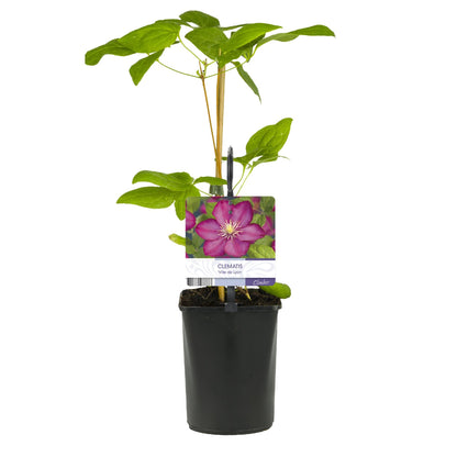 Kletterpflanze Clematis Ville de Lyon – Rosa Blüten – 2 Pflanzen – 11 cm x H40 cm – Winterhart & Pflegeleicht – Ideal für Garten, Balkon & Pergolen 