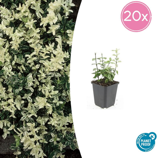 Kriechspindel Euonymus fortunei 'Harlequin' – ↕10-25cm – Ø9cm – 20 Pflanzen – Bunter Bodendecker für Beete, Töpfe & Garten – Winterhart & pflegeleicht