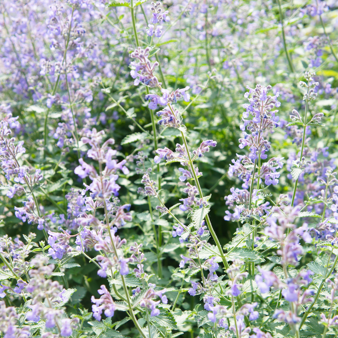 Nepeta faassenii Katzenminze – 12 Pflanzen – Ø9cm – Höhe 10-25cm – Lavendelblaue Blüten – Sommerblühende Staude – Für Beet, Rabatte & Naturgarten