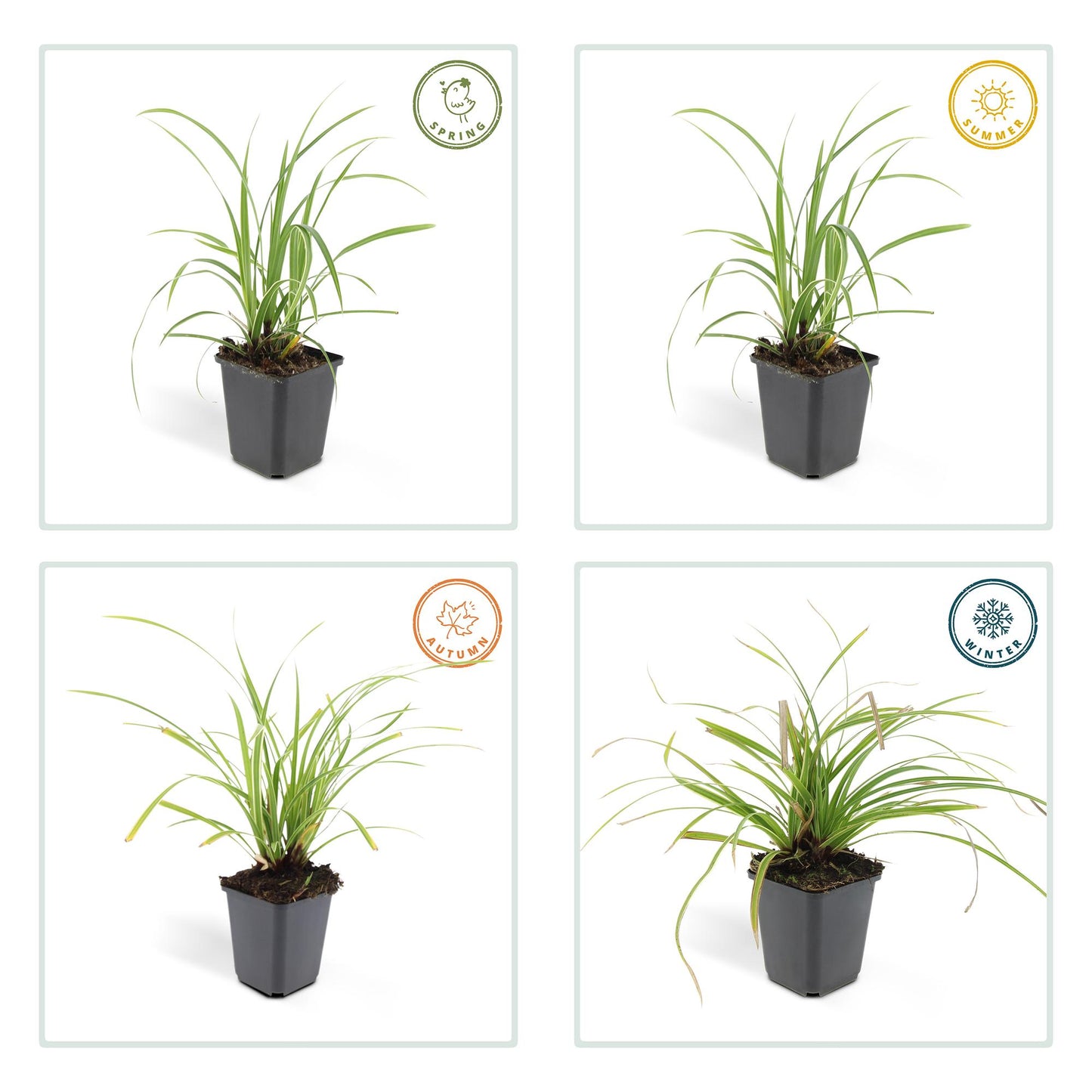 Weißrandige Segge Carex morrowii 'Ice Dance' – ↕10-25cm – Ø9cm – 6 Pflanzen – Immergrünes Ziergras – Bodendecker für Sonne & Schatten – Pflegeleicht