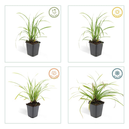 Weißrandige Segge Carex morrowii 'Ice Dance' – ↕10-25cm – Ø9cm – 6 Pflanzen – Immergrünes Ziergras – Bodendecker für Sonne & Schatten – Pflegeleicht