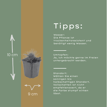 Festuca gautieri Zierschwingel – 12 Pflanzen – Ø9cm – Höhe 10-25cm – Immergrünes Ziergras – Pflegeleicht & Trockenheitsverträglich für Beet & Steingarten