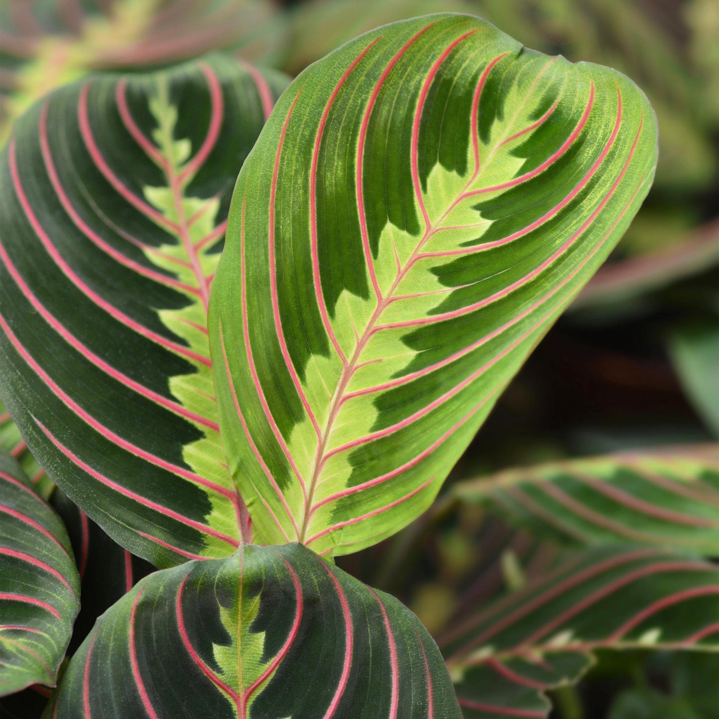 Green boutiQ - Zimmerpflanze - Maranta Fascinator Tricolour - Gebetsblatt - Haustierfreundliche Pflanze - Grün - 1 Pflanze - mit Korb - Topf 12cm - Höhe 25cm 