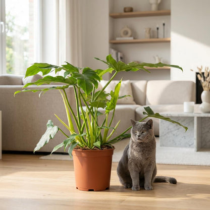 Green boutiQ - Zimmerpflanze - Philodendron - Philodendron Lacerum - Grün - Pflegeleicht - 1 Pflanze - Topf 19cm - Höhe 65cm 