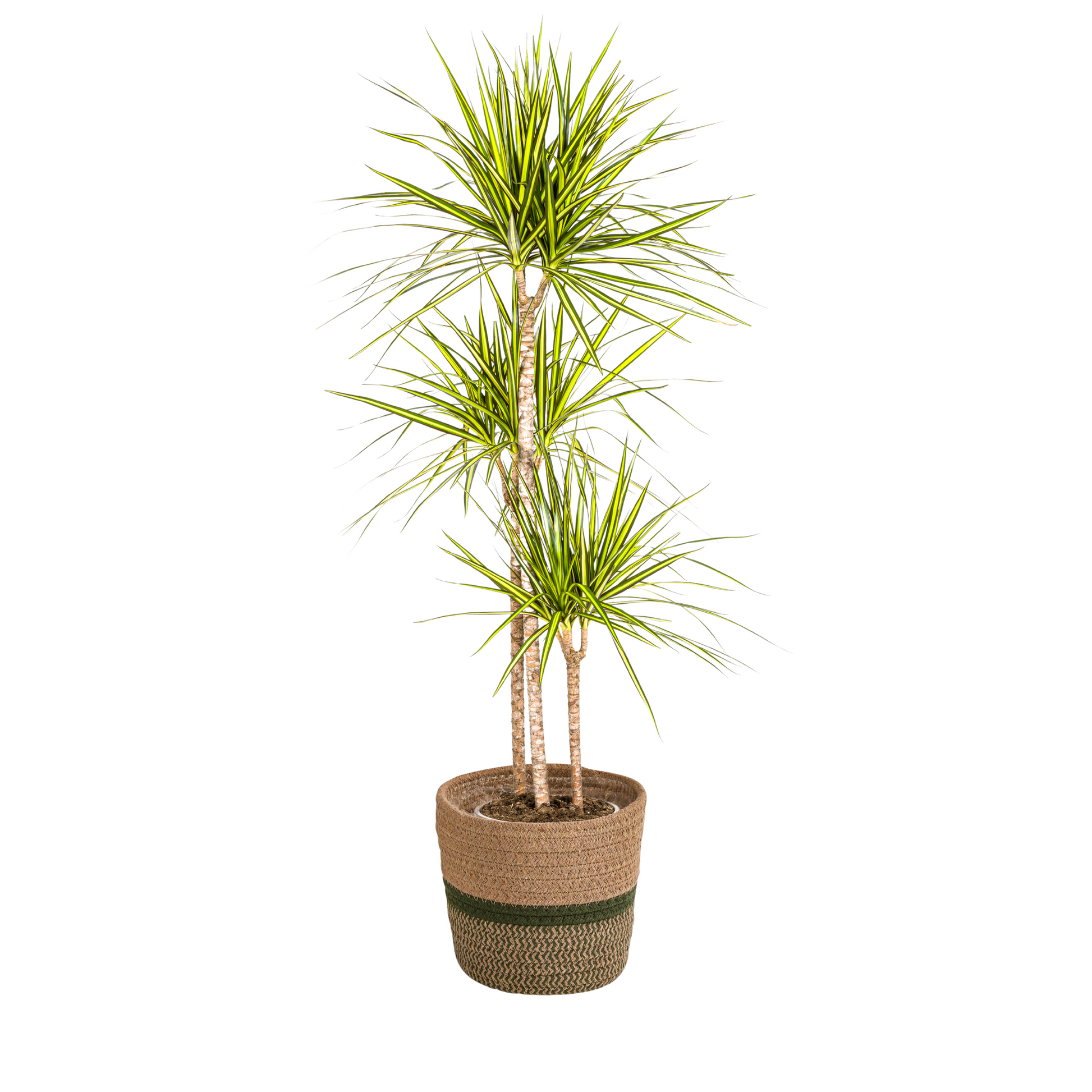 Dracaena Marginata Sunray mit Korb Ø24cm - ↕130 - 150cm 