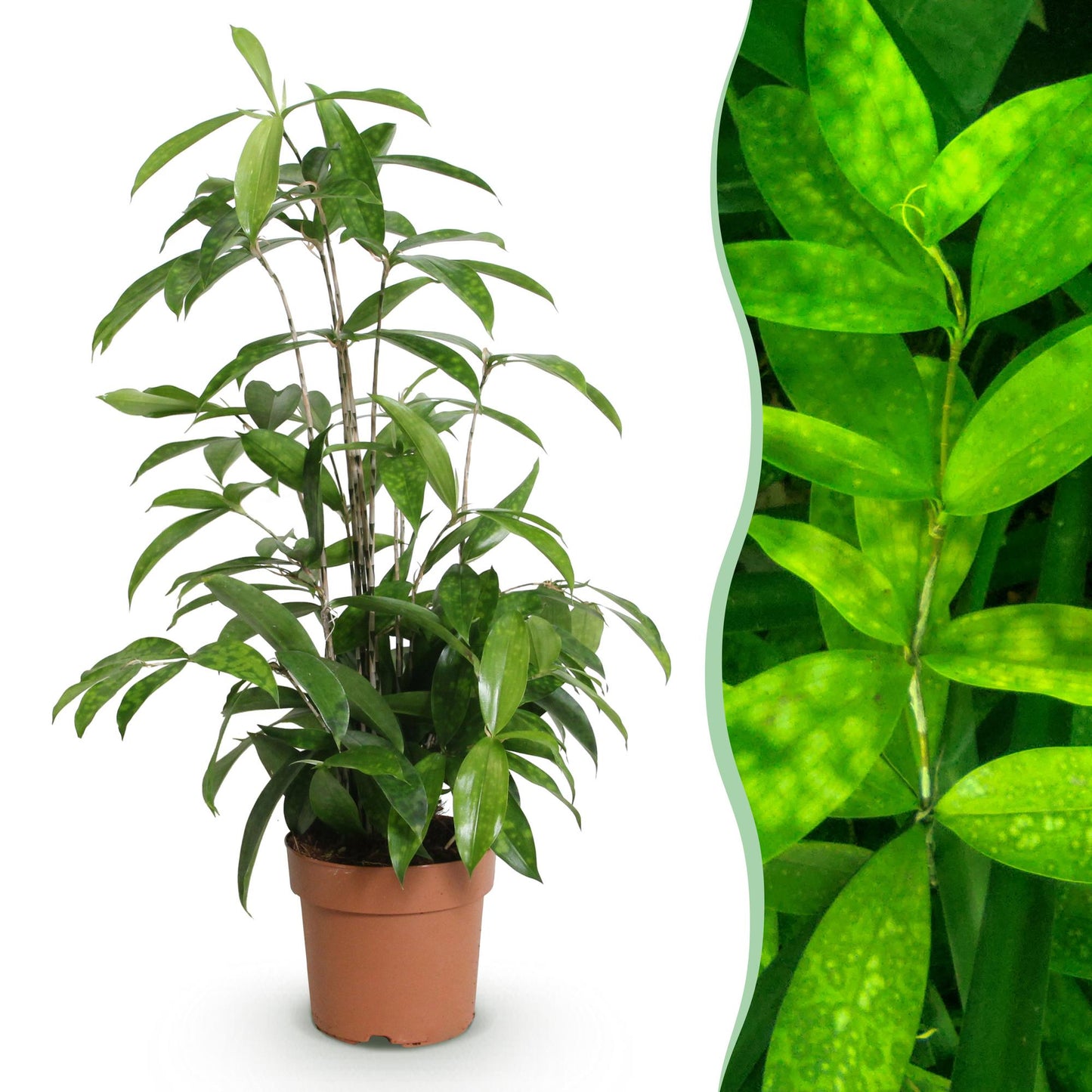 Green boutiQ - Zimmerpflanzen - Dracaena surculosa - Drachenblutbaum - Wenig Pflege - Grün - 1 Pflanze - Topf 17cm - Höhe 60-70cm 