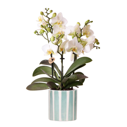 Weiße Phalaenopsis Orchidee Lausanne + Painted Stripe Ziertopf Türkis - Topfgröße Ø9cm - Zimmerpflanze