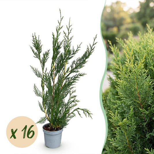 Leyland-Zypresse – Cupressocyparis leylandii – 16 Heckenpflanzen – Topf Ø9cm – Höhe 30-40cm – Winterhart & immergrün