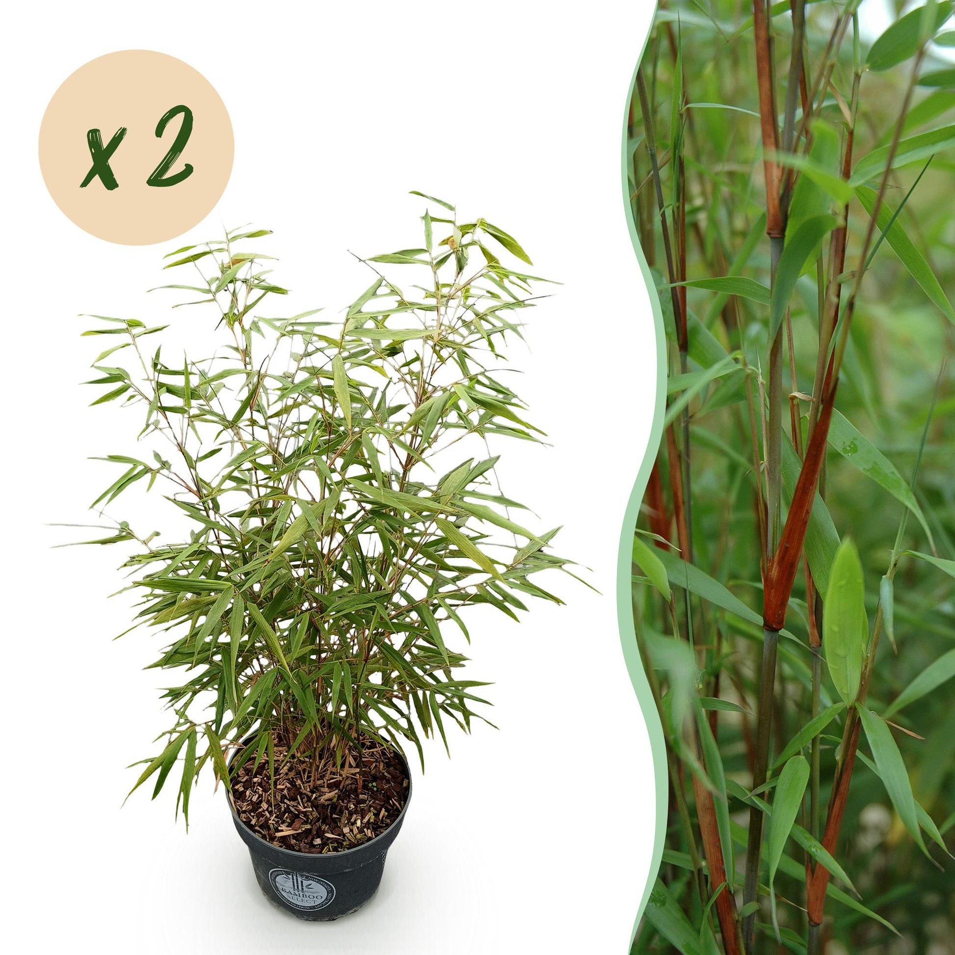 Green boutiQ - Gräser - Fargesia scabrida Asian Wonder - Bambus - Nicht Ausbreitend - Grün - 2 Pflanzen - Topf 23 cm - Höhe 80 cm 