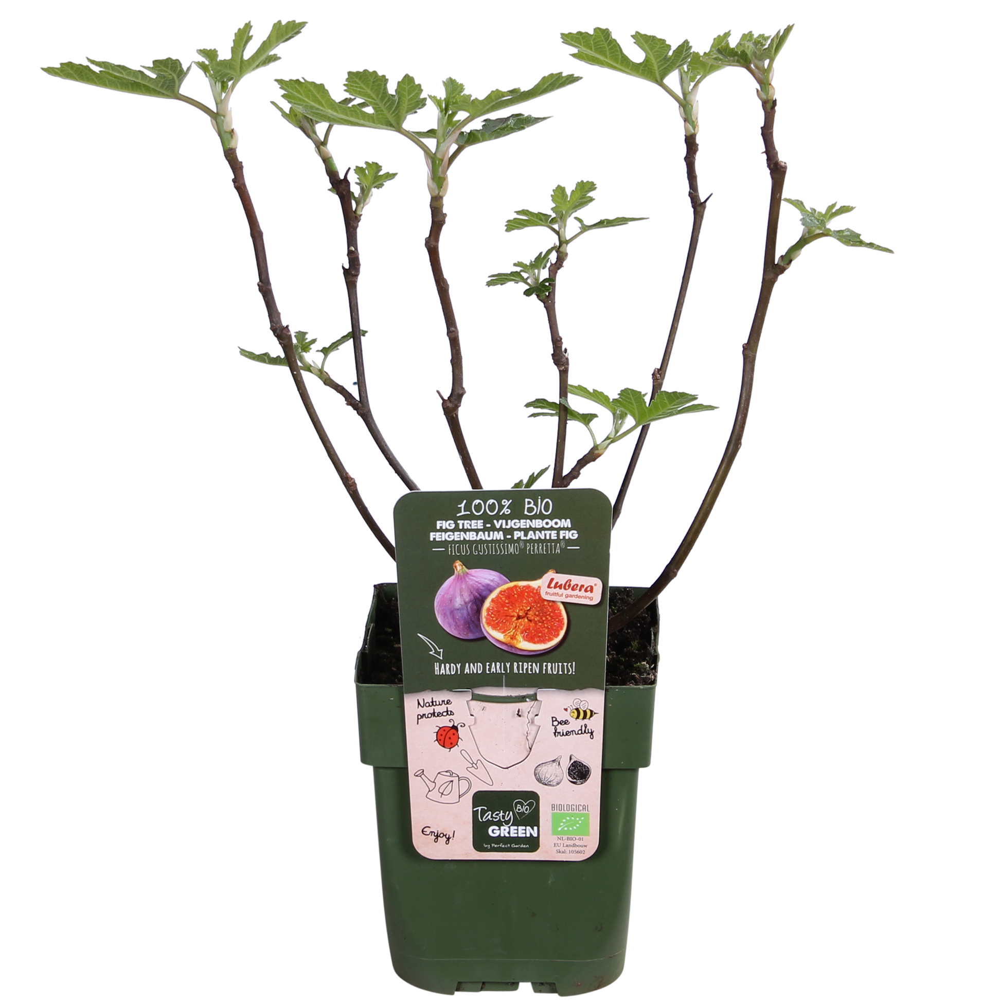 Echte Feige - Ficus Gustissimo Perretta – Ø13cm – ↨45cm – Elegante Pflanze mit dunkelgrünem Laub 