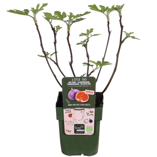 Echte Feige - Ficus Gustissimo Perretta – Ø13cm – ↨45cm – Elegante Pflanze mit dunkelgrünem Laub 