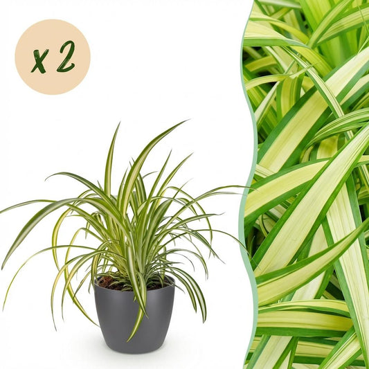 Green boutiQ - Zimmerpflanze - Chlorophytum comosum Variegatum - Bunte Graslilie - Haustierfreundliche Pflanze - Grün - 2 Pflanzen - mit Potter Grau - Topf 12cm - Höhe 20cm 