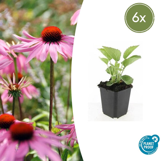 Rotblühender Scheinsonnenhut Echinacea purpurea 'Magnus' – ↕10-25cm – Ø9cm – 6 Pflanzen – Purpur-Sonnenhut – Bienenfreundlich – Für Sonne & Beete – Pflegeleicht