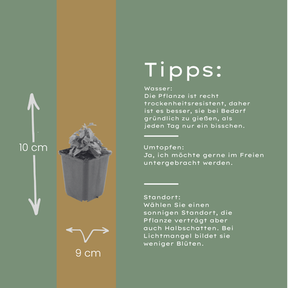 Erigeron karvinskianus Mexikanisches Gänseblümchen – 12 Pflanzen – Ø9cm – Höhe 10-25cm – Dauerblühende Staude für Beet, Mauerfugen & Pflanzgefäße