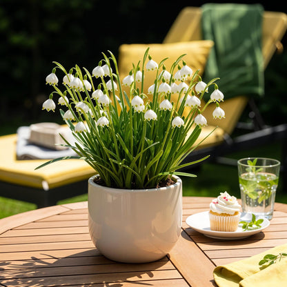 GreenboutiQ - Blumenzwiebeln - Leucojum Aestivum - Farbe Weiß - 20 Stück - Zwiebelgröße 8/9 - XXL Pack 