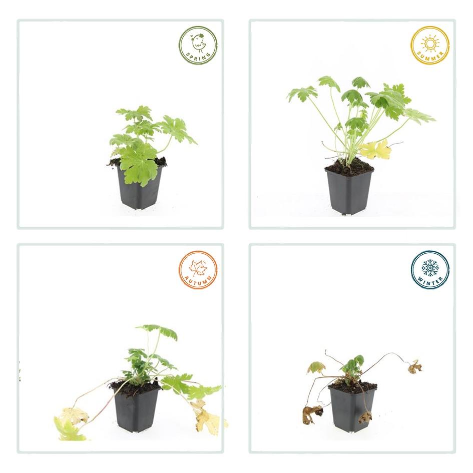 Felsen-Storchschnabel Geranium macrorrhizum 'Spessart' – Winterharter Bodendecker – 40 Pflanzen – Ø9 cm Töpfe – Höhe 10-25 cm – Weiße Blüten & grünes Laub – Ideal für Beete & Steingärten