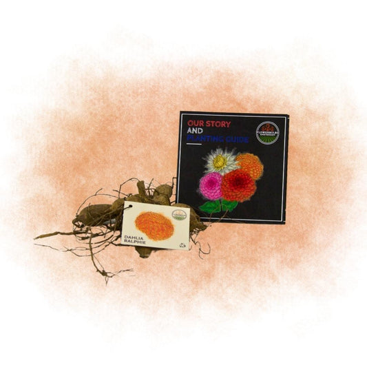 Blumenzwiebel - Dahlie - Ralphie - Knollen für 2 m² - schimmernde orange Blüten - 12 Stück